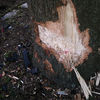 Small_thumb_f5e0666ffdbccc6d09ec_tree_close