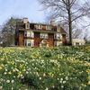 Small_thumb_0fb84c2f38407dc2fa4c_daffodil_photo