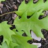 Small_thumb_6ac8be606d7d4a442bdd_northern_red_oak_01b_leaf.147173725_large