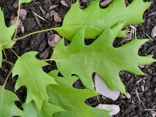 Top_story_6ac8be606d7d4a442bdd_northern_red_oak_01b_leaf.147173725_large