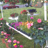 Small_thumb_ba1a66bc3621a5743021_flower_3_