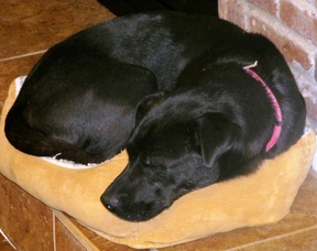 Dixie