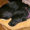 Small_thumb_c60051c88ac88a92c010_dixie2-18-2r