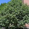 Small_thumb_1307d949faf0a4cd9130_littleleaf_linden