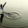 Small_thumb_ecf1f3832a7cc9f7b62f_melissa_peterson_murray_hill_1st_12-17_laughing_gull