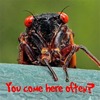 Small_thumb_b740140c0afc95b31baa_cicada-itch