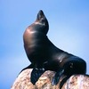 Small_thumb_a435dbbca63bf55b97c6_sea_lion