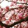 Small_thumb_9d4f39f9038634ef4934_flowers