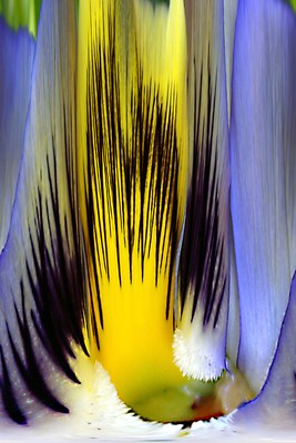 Voices of Spring