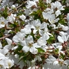 Small_thumb_e72c103aacaae2f7dc5b_20130421_123717-1-1