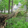 Small_thumb_244722902d6188cf6bbc_tree_down_2