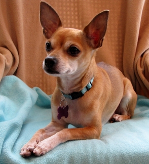 Mel, waiting for his new "forever home".