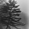 Small_thumb_982d5a7acfc4fdf14ca4_pine_in_fog