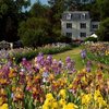 Small_thumb_761770107b690d483cf1_presby_iris_gardens_by_irene_jeruss_
