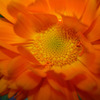 Small_thumb_5a147a3ba07dd54d401b_lear_orange_dahlia