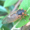 Small_thumb_e8bdb0ab0b561ecba515_cicadas_5