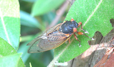 Top_story_e8bdb0ab0b561ecba515_cicadas_5