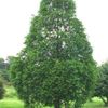 Small_thumb_89451a58c3217f2df4c3_metasequoia_1_thumb_650