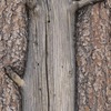 Small_thumb_df017654481eebb0a1f9_bark_3.sue_zwick