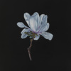 Small_thumb_d7964ea6a5ea0a4ca74f_star_magnolia_sfn