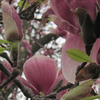 Small_thumb_b45f5a20789f9f8aa45a_magnolia