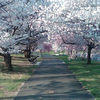 Small_thumb_266809eda1f657ff0a9a_branch_brook_park_by_branch_brook_park_alliance