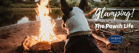 camp marlin doggie daycare