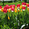 Small_thumb_fafa41b8ca03c60350c2_tulips