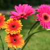 Small_thumb_d244447c6cbb9d83407d_ab75322d49b80e4ea0c8355fd9224994gerber-daisies