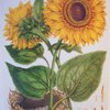 Small_thumb_dfbb62ded3efc756c388_botanical_20jpeg