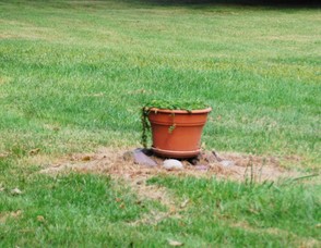 Flower Pot Decoy