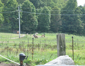 Horses grazing on Diane Romano's property.