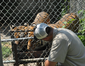 Parker Space visits with a pair of tiger.
