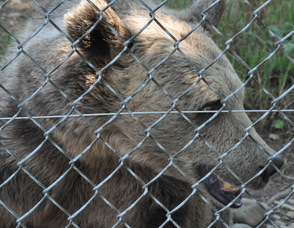 A Syrian Grizzly at the zoo.
