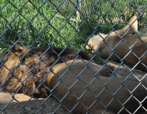 Two lazy lions nap in the sun.