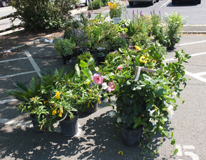 Summit Farmers' Market