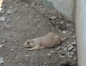 A Prairie Dog enjoys the summer warmth.