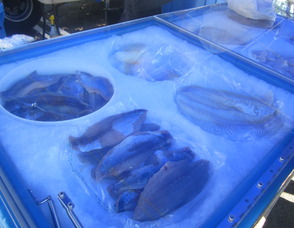 fresh fish