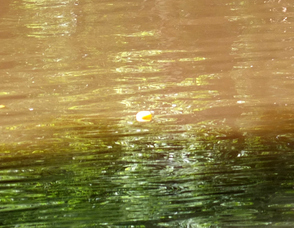 Rubber Ducky Festival