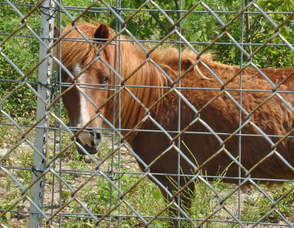 An Assateague Pony at the zoo.