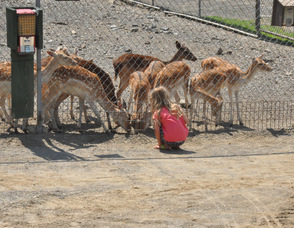 A child visiting the zoo visits the Fallow Deer.