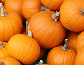 Pick Some Pumpkins at the Essex County Environmental Center on Saturday