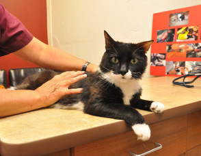 Sparky calmly sits on the examining room table.