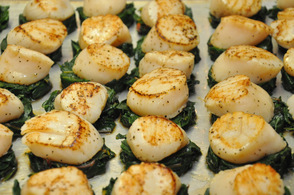 Immense Viking Sea Scallops ready for the dining room.