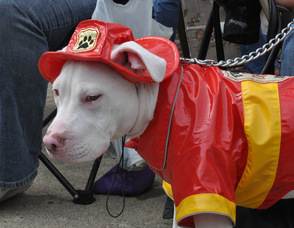 Gunnar the Pit Bull at the parade.