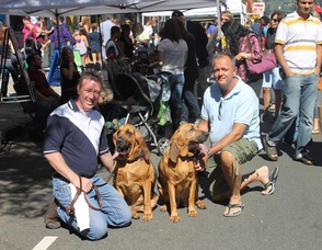 dogs
