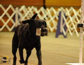 Dog Trials