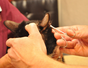 Dr. Harvey Hummel removing the last of Sparky's stitches from his ear.