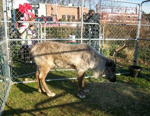 Maplewood Holly Walk