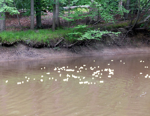 Rubber Ducky Festival